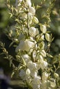 Yucca, evergreen ornamental plant, tall stem with many flowers blooming in summer Royalty Free Stock Photo