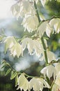 Yucca Evergreen, woody plants with low, sparsely branched or not branching stem at all, sometimes the stem is almost absent