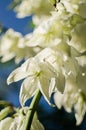 Yucca Evergreen, woody plants with low, sparsely branched or not branching stem at all, sometimes the stem is almost absent