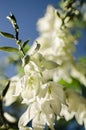 Yucca Evergreen, woody plants with low, sparsely branched or not branching stem at all, sometimes the stem is almost absent