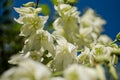 Yucca Evergreen, woody plants with low, sparsely branched or not branching stem at all, sometimes the stem is almost absent