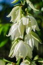 Yucca Evergreen, woody plants with low, sparsely branched or not branching stem at all, sometimes the stem is almost absent