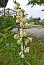 Yucca filamentata is a perennial evergreen, monoecious Royalty Free Stock Photo