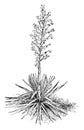 Yucca, Filamentosa, Asparagaceae, family, medicinal, purposes vintage illustration