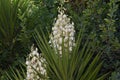 Yucca filamentosa blossom, Yucca blooms a beautiful white flower Royalty Free Stock Photo