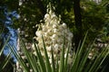 Yucca filamentosa blossom, Yucca blooms a beautiful white flower Royalty Free Stock Photo