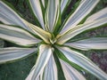 Yucca filamentosa bright edge green plant