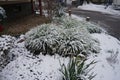 Yucca filamentosa, cream rose bush, ornamental grasses and other plants under the snow in December. Berlin, Germany