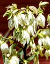Yucca filamentosa L. flowers close up. Royalty Free Stock Photo