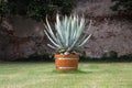 Yucca filamentosa on the lawn in a pot