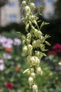 Yucca filamentosa ornamental flowering plant, white flowers in bloom