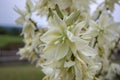 Yucca filamentosa ornamental flowering plant, white flowers in bloom Royalty Free Stock Photo