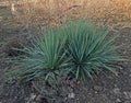 Yucca filamentosa ornamental plant for the garden