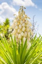 Yucca Filamentosa Royalty Free Stock Photo