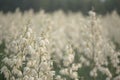 Yucca filamentosa is a species of flowering plant in the family Asparagaceae. in the soft evening light. flowers Plantation Royalty Free Stock Photo