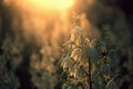 Yucca filamentosa is a species of flowering plant in the family Asparagaceae. in the soft evening light. flowers Plantation Royalty Free Stock Photo