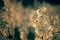 Yucca filamentosa is a species of flowering plant in the family Asparagaceae. in the soft evening light. flowers Plantation Royalty Free Stock Photo