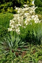 Yucca filamentous Yucca filamentosa L.. Flowering plant Royalty Free Stock Photo