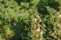 Yucca is a filiform, blooming palm tree with many white flowers in the Dnepropetrovsk Botanical Garden Royalty Free Stock Photo