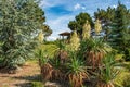 Yucca is a filiform, blooming palm tree with many white flowers. Flowers of Slovakia, Nitra Royalty Free Stock Photo