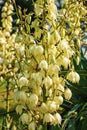 Yucca is a filiform, blooming palm tree with many white flowers. Flowers of Slovakia, Nitra Royalty Free Stock Photo