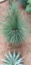 Yucca flaccida Haw , Agave stricta Salm-Dyck