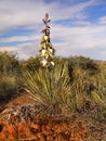 Yucca Flower, Arches National Park, Moab Utah Royalty Free Stock Photo