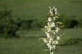 Yucca flower closeup