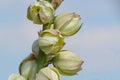 Yucca flowers blooming Royalty Free Stock Photo