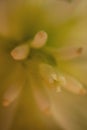 Yucca flowers close up Royalty Free Stock Photo