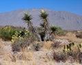 Yucca Flowers in the Desert Landscape Royalty Free Stock Photo