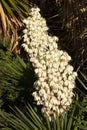 Yucca flowers on plants Royalty Free Stock Photo