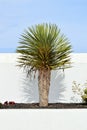 Yucca in front of a white wall, blue sky in the back Royalty Free Stock Photo