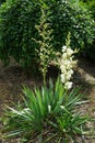 Yucca is a genus of perennial shrubs and trees in the family Asparagaceae, subfamily Agavoideae. Berlin, Germany Royalty Free Stock Photo