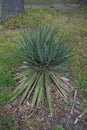 Yucca is a genus of perennial shrubs and trees in the family Asparagaceae, subfamily Agavoideae. Marzahn-Hellersdorf, Berlin Royalty Free Stock Photo