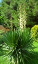 Yucca is a genus of perennial shrubs and trees Royalty Free Stock Photo