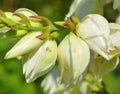 Yucca is a genus of perennial shrubs Royalty Free Stock Photo