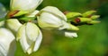 Yucca is a genus of perennial shrubs and trees Royalty Free Stock Photo