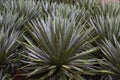 Yucca a genus of perennial shrubs and trees in the family Asparagaceae