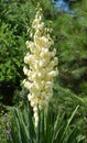 Yucca is a genus of perennial shrubs and trees Royalty Free Stock Photo