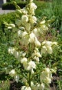 Yucca is a genus of perennial shrubs Royalty Free Stock Photo
