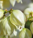 Yucca is a genus of perennial shrubs Royalty Free Stock Photo