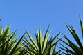 Yucca filamentosa tree plant leaves against blue sky background. Royalty Free Stock Photo