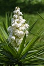 Yucca Gigantea - Flor de Itabo Royalty Free Stock Photo