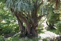 Yucca gigantea plant Royalty Free Stock Photo