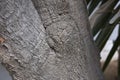 Yucca gigantea trunk close up Royalty Free Stock Photo