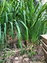 Yucca gigantea Royalty Free Stock Photo