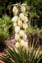 Yucca glauca close up