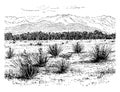 Yucca Glauca vintage illustration