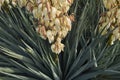 Yucca gloriosa in bloom Royalty Free Stock Photo